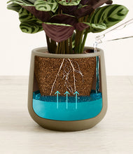 Load image into Gallery viewer, -