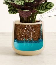 Load image into Gallery viewer, -