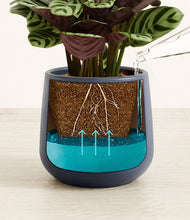 Load image into Gallery viewer, -