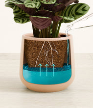 Load image into Gallery viewer, -