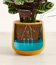 Load image into Gallery viewer, -