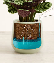 Load image into Gallery viewer, -