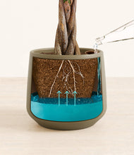 Load image into Gallery viewer, Olive