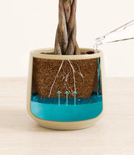 Load image into Gallery viewer, Almond Green