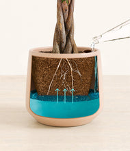 Load image into Gallery viewer, Gentle Pink