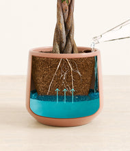 Load image into Gallery viewer, Calm Rose