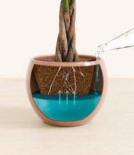 Load image into Gallery viewer, Calm Rose