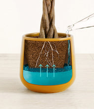 Load image into Gallery viewer, Mustard