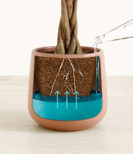 Load image into Gallery viewer, Calm Rose