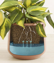 Load image into Gallery viewer, Calm Rose