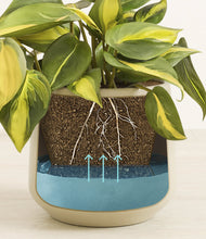 Load image into Gallery viewer, Almond Green