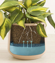 Load image into Gallery viewer, Gentle Pink