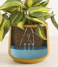 Load image into Gallery viewer, Mustard