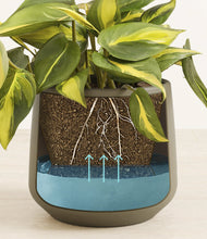 Load image into Gallery viewer, Olive