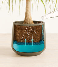 Load image into Gallery viewer, Olive