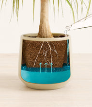 Load image into Gallery viewer, Almond Green