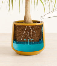 Load image into Gallery viewer, Mustard