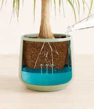 Load image into Gallery viewer, Turquoise