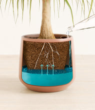 Load image into Gallery viewer, Calm Rose