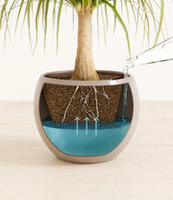 Load image into Gallery viewer, Desert Brown