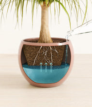 Load image into Gallery viewer, Calm Rose