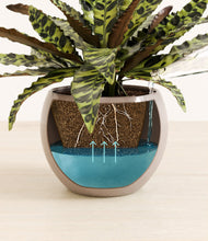 Load image into Gallery viewer, Desert Brown