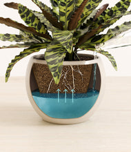 Load image into Gallery viewer, Shiny EggWhite