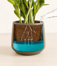 Load image into Gallery viewer, Olive