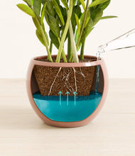 Load image into Gallery viewer, Calm Rose