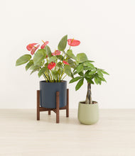 Load image into Gallery viewer, Coastal Breeze stand:one_stand