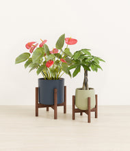 Load image into Gallery viewer, Coastal Breeze stand:two_stands