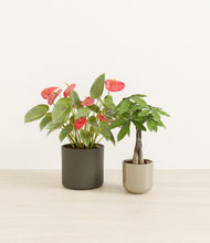 Load image into Gallery viewer, Forest Moss*****Profile