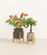 Load image into Gallery viewer, Forest Moss stand:two_stands
