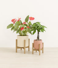 Load image into Gallery viewer, Rose Garden stand:two_stands