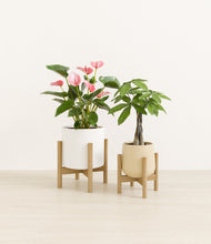 Load image into Gallery viewer, Buttercream stand:two_stands