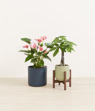 Load image into Gallery viewer, Coastal Breeze stand:one_stand