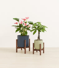 Load image into Gallery viewer, Coastal Breeze stand:two_stands