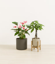 Load image into Gallery viewer, Forest Moss stand:one_stand