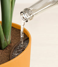 Load image into Gallery viewer, Sunset Orange stand:all