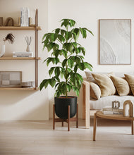 Load image into Gallery viewer, Stone Black stand:walnut