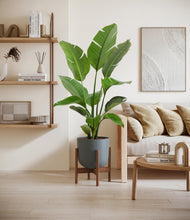 Load image into Gallery viewer, Iron Gray stand:walnut