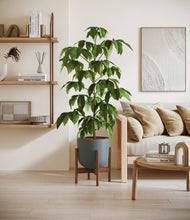 Load image into Gallery viewer, Iron Gray stand:walnut