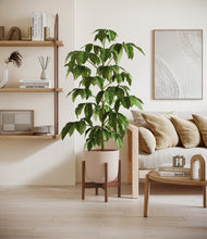 Load image into Gallery viewer, Sandy Pink stand:walnut