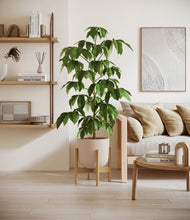 Load image into Gallery viewer, Sandy Pink stand:bamboo