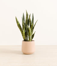 Load image into Gallery viewer, Gentle Pink*****Profile