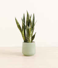 Load image into Gallery viewer, Turquoise*****Profile