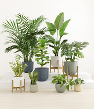 Load image into Gallery viewer, Earthy stand:three_stands