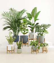Load image into Gallery viewer, Earthy stand:six_stands