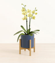 Load image into Gallery viewer, Deep Navy stand:bamboo