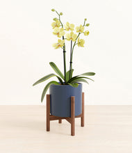 Load image into Gallery viewer, Deep Navy stand:walnut